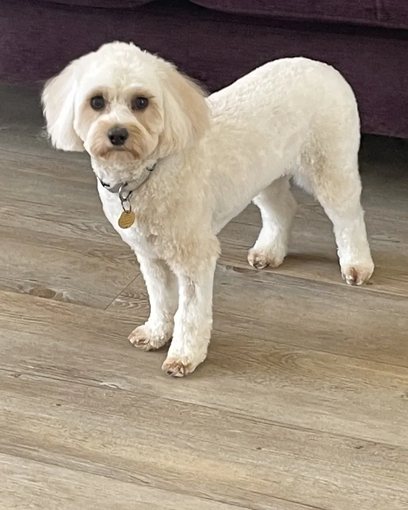 Cream dog with a short, even all-over trim
