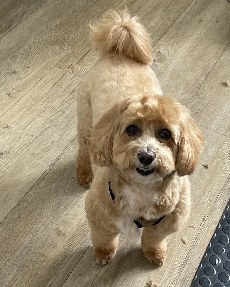 Apricot puppy with a fluffy topknot after a puppy groom