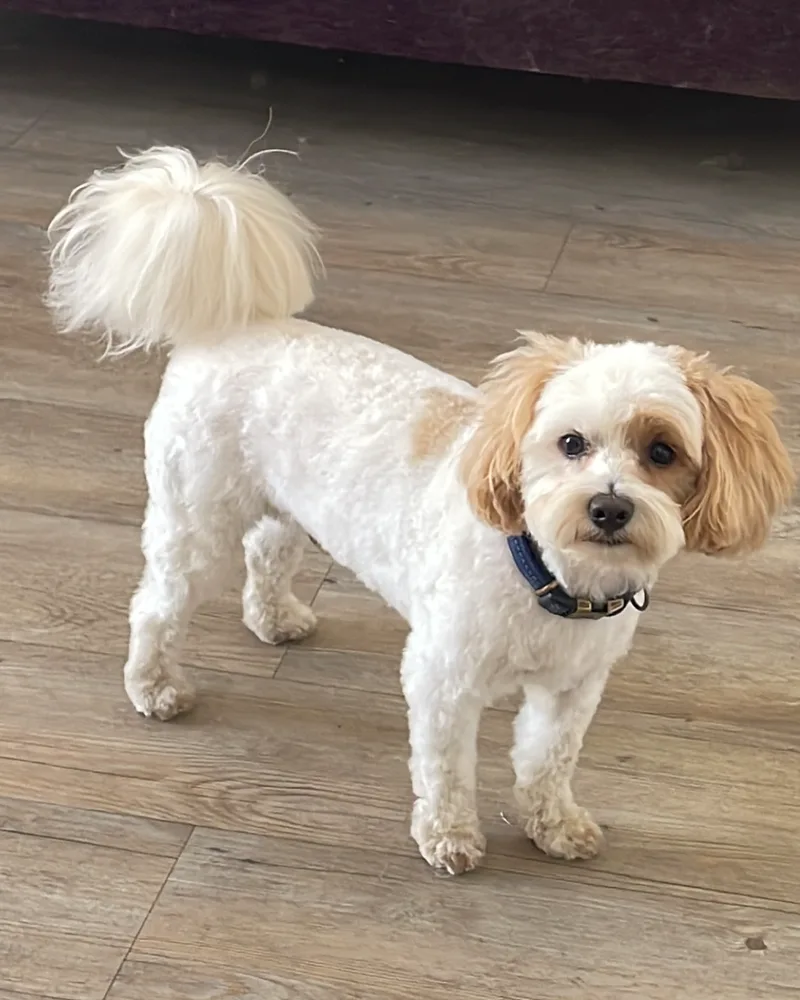 White and apricot dog with a fluffy tail after a tidy trim