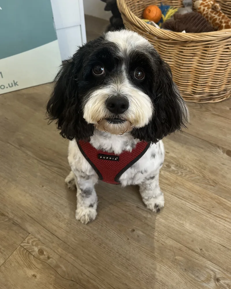 Black and white dog in a red harness sitting in the salon after a groom