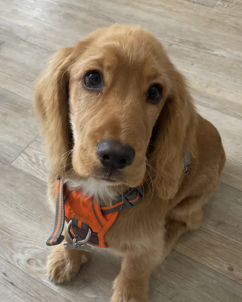 Golden spaniel puppy in an orange harness looking up
