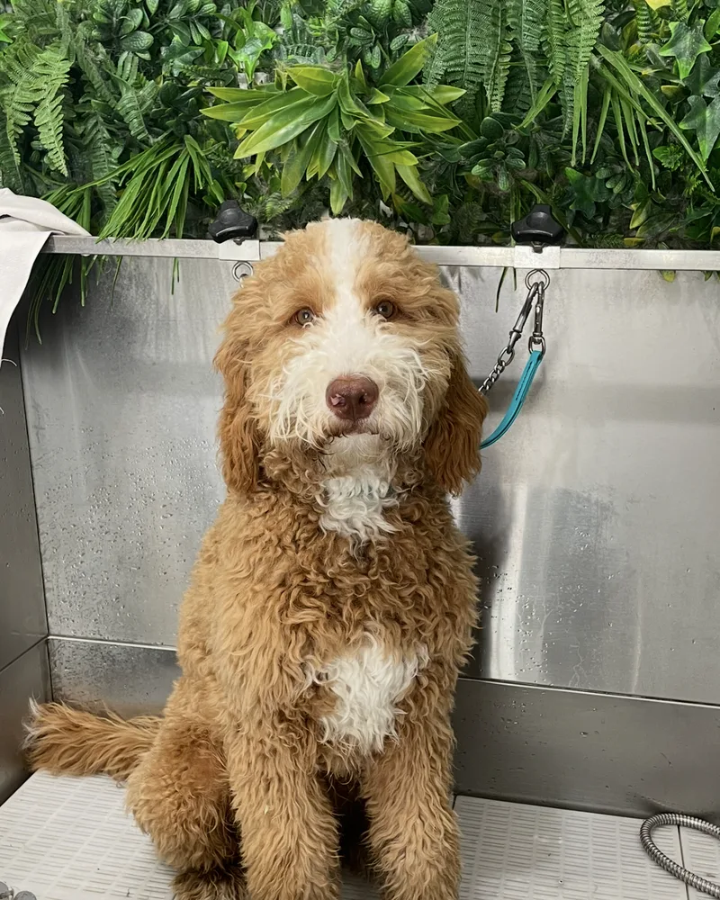 Ginger and white doodle sitting in the salon bath