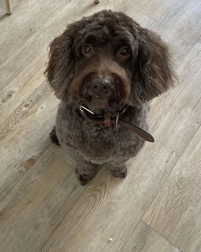 Chocolate brown doodle sitting neatly after a groom