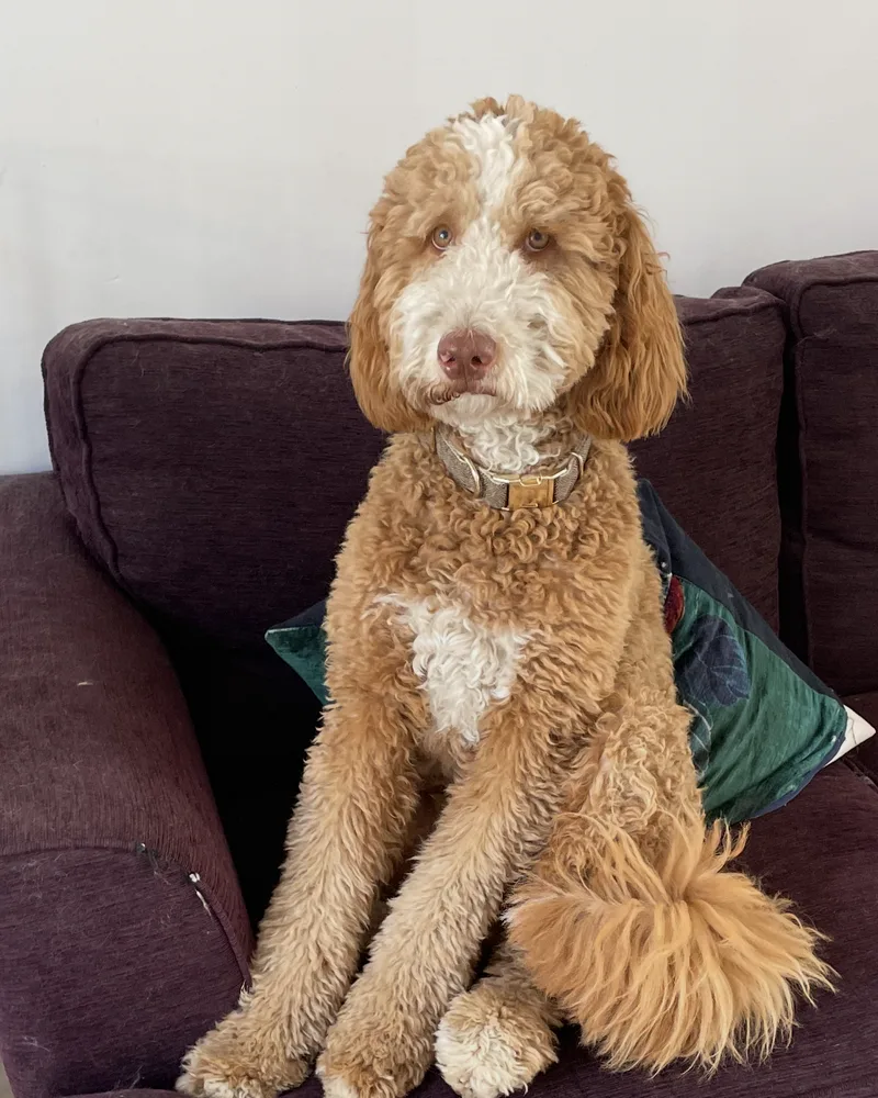 Ginger and white doodle with a teddy bear trim sitting on a sofa