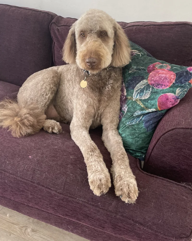 Tan doodle with a short trim relaxing on a sofa