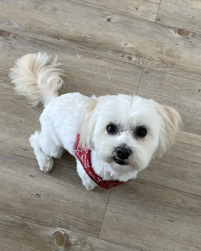 Small white dog in a red bandana after a groom