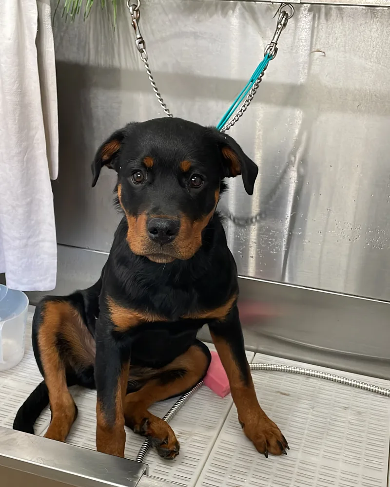 Rottweiler puppy sitting in the salon bath