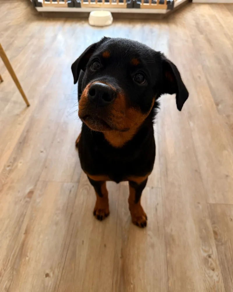 Rottweiler puppy looking up at the camera