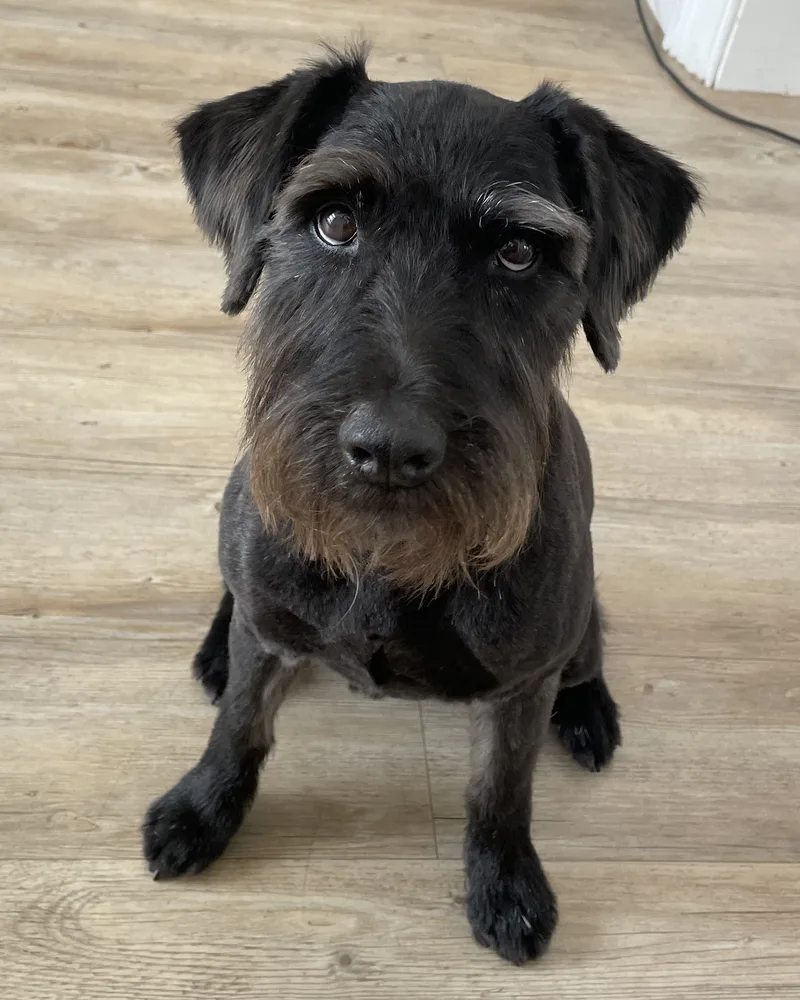 Black wiry-coated dog sitting after a groom