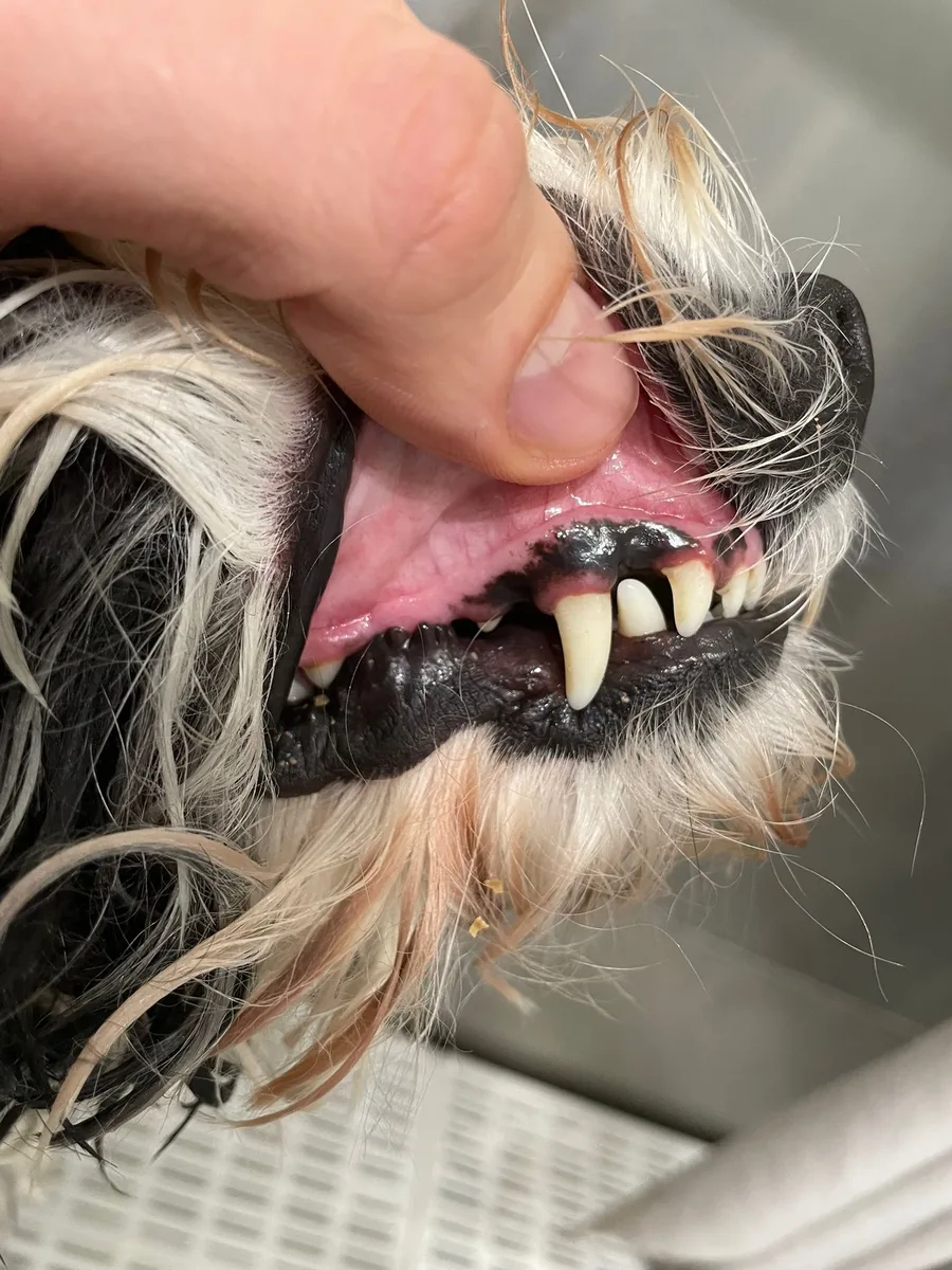 After teeth cleaning