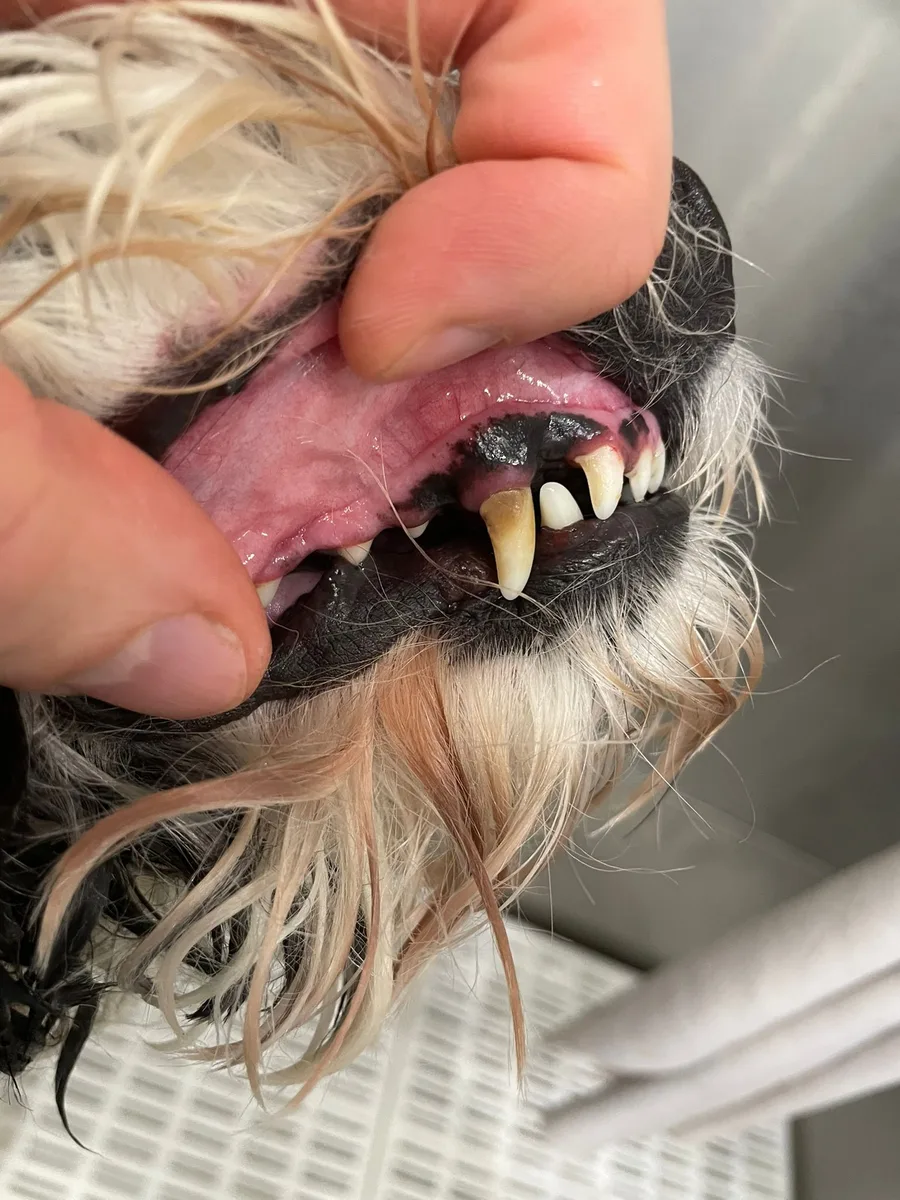 Before teeth cleaning